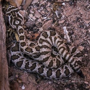 Kolob rattlesnake (2).jpg